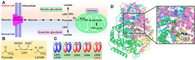 Natural products targeting human lactate dehydrogenases for cancer therapy: A mini review